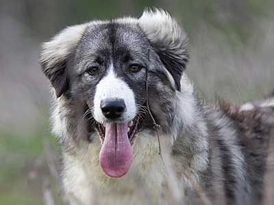 Carpathian Sheepdog