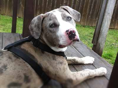 Catahoula Bulldog