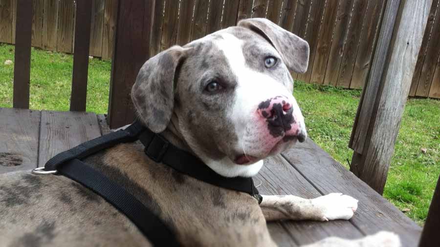 Catahoula Bulldog (Face, Muzzle)