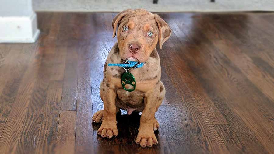 Catahoula Bulldog Puppy (Face, Sitting)