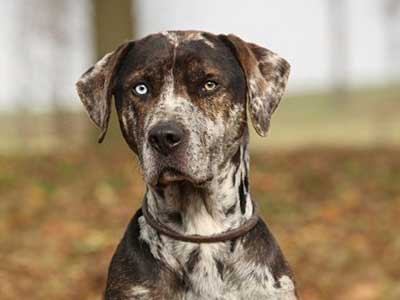 Does a catahoula leopard dog shed
