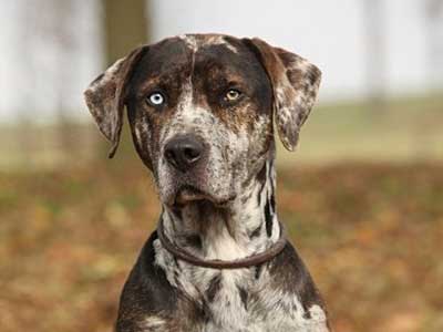 Catahoula Leopard Dog