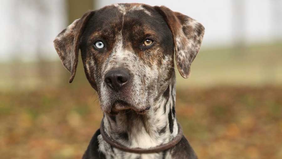 Catahoula Leopard Dog (Face, Muzzle)