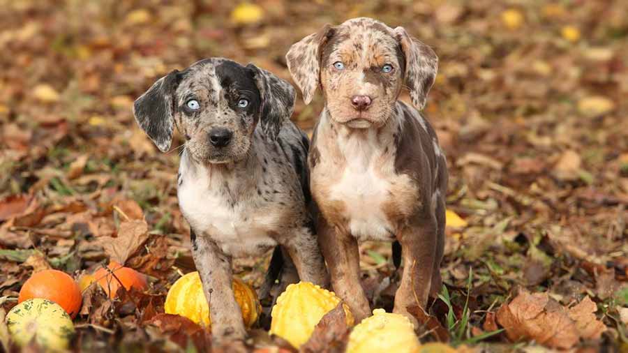 Catahoula Leopard Dog Puppy (Face, Standing)