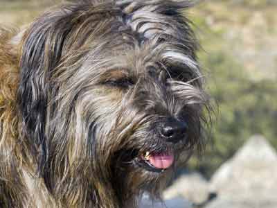 Catalan Sheepdog