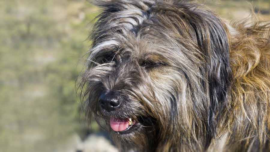 Catalan Sheepdog (Head, Muzzle)