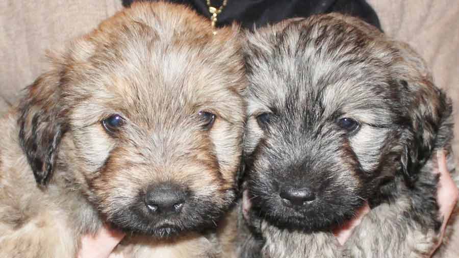 Catalan Sheepdog Puppy (Face, Muzzle)