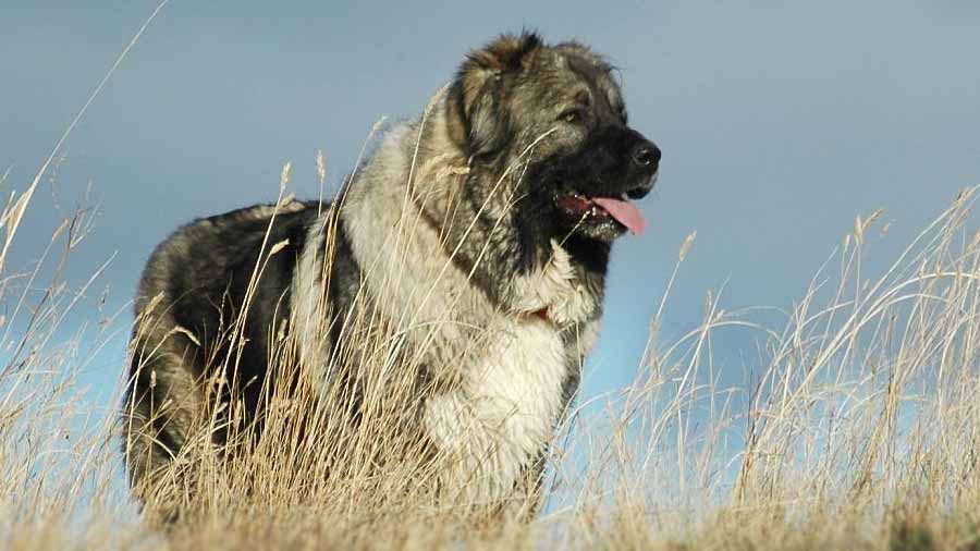 Caucasian Ovcharka (Side View, Standing)