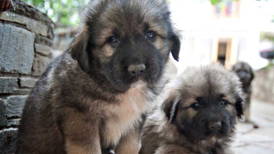 Caucasian Ovcharka Puppy (Face, Muzzle)