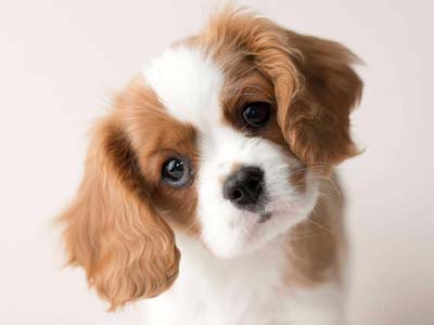 Cavalier King Charles Spaniel