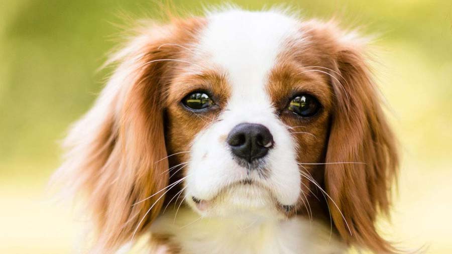 Cavalier King Charles Spaniel (Face, Head)