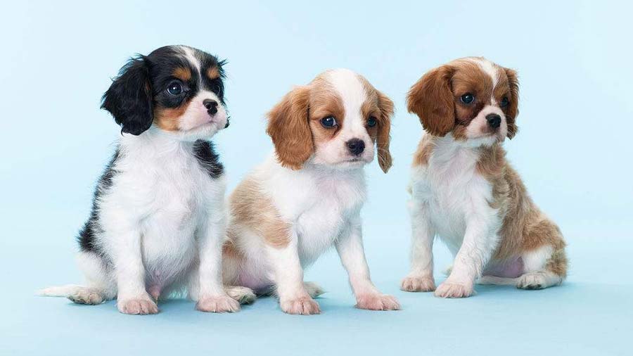 Cavalier King Charles Spaniel Puppy (Sitting, Black & Tan & White)