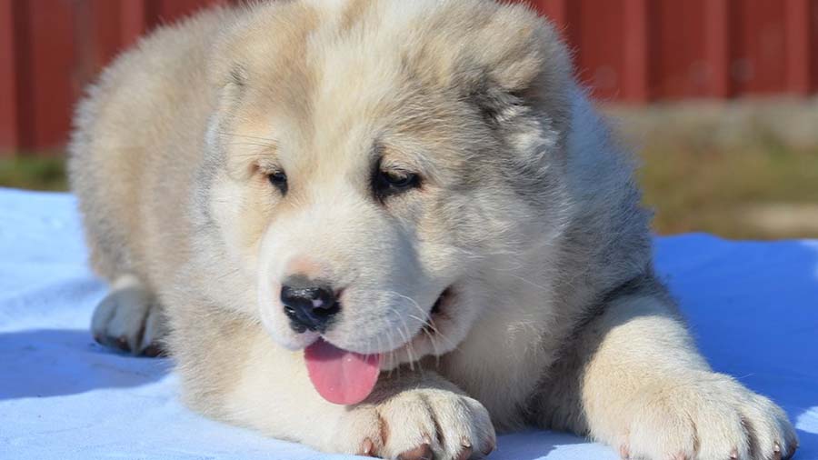 Central Asian Ovtcharka Puppy (Face, Muzzle)