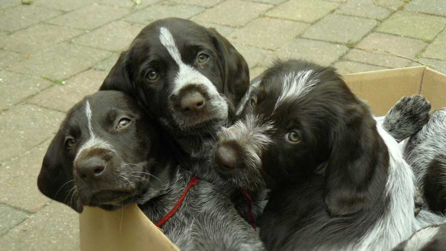 Cesky Fousek Puppy (Face, Muzzle)