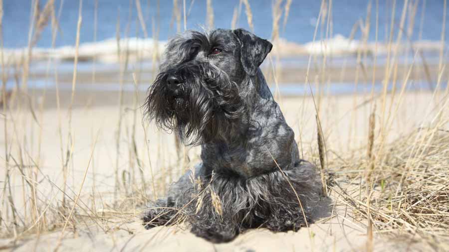 Cesky Terrier (Lying, Gray & Black)