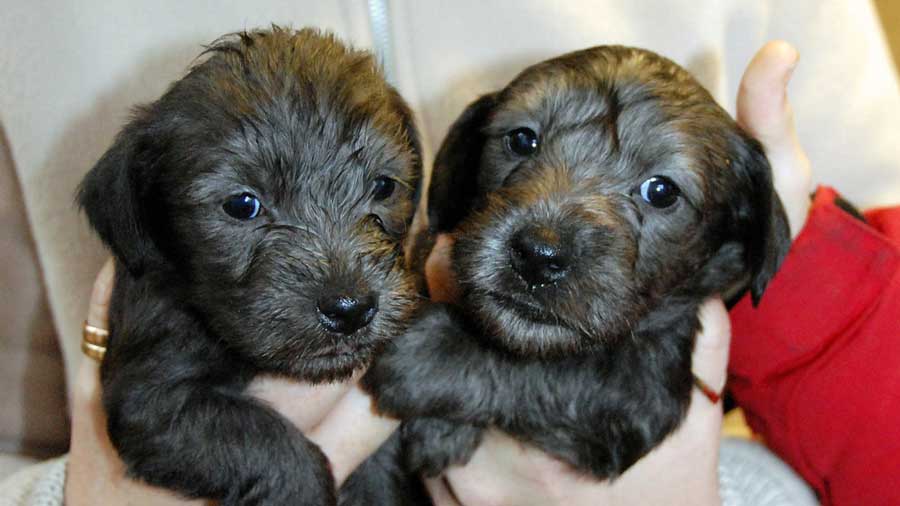 Cesky Terrier Puppy (Face, Muzzle)