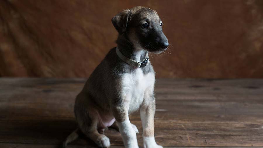 Chart Polski Puppy (Sitting, Muzzle)