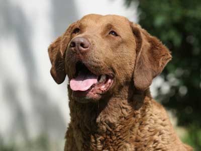 Chesapeake Bay Retriever