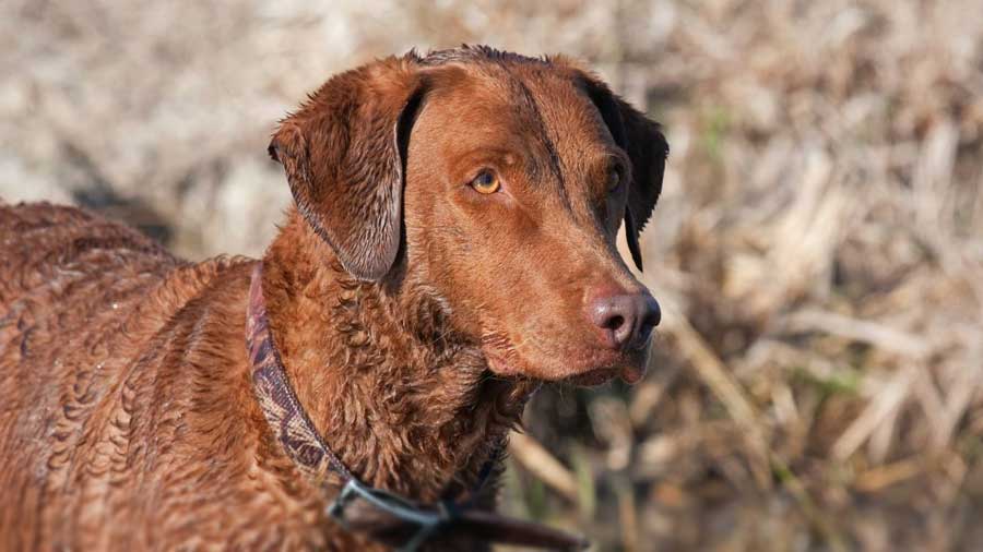 Chesapeake Bay Retriever (Brown, Muzzle)