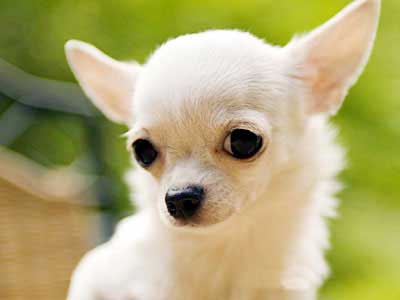 Chihuahua - Price, Temperament, Life span