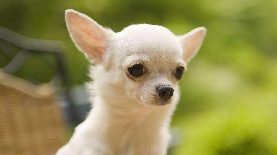 Chihuahua (Cream, Face)