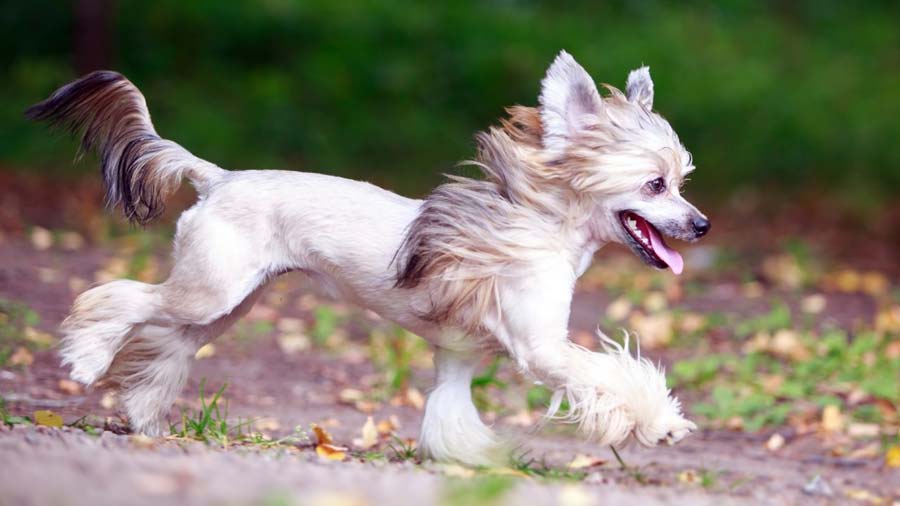 Chinese Crested (Side View, Walk)