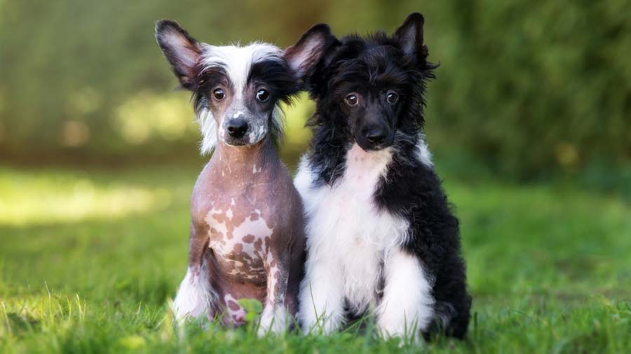 Chinese Crested Puppy (Sitting, Face)