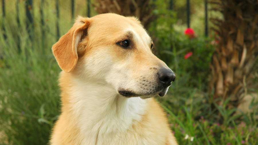 Chinook (Fawn, Muzzle)