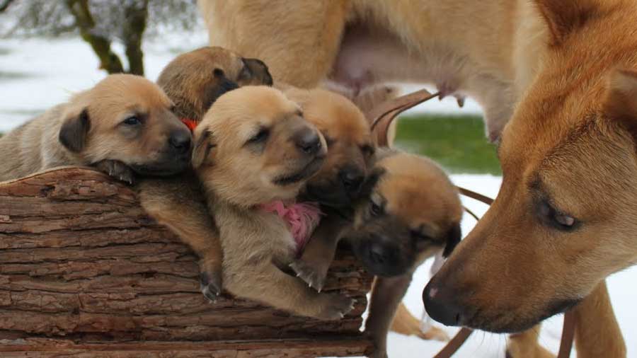 Chinook Puppy (Puppies, Muzzle)