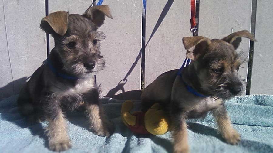 Chizer (Sitting, Black & Tan)