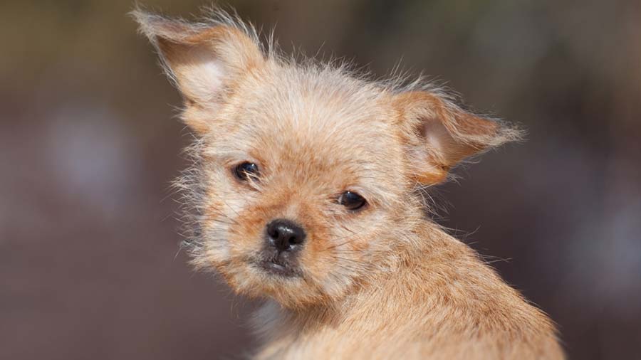 Chizer Puppy (Golden & White, Face)