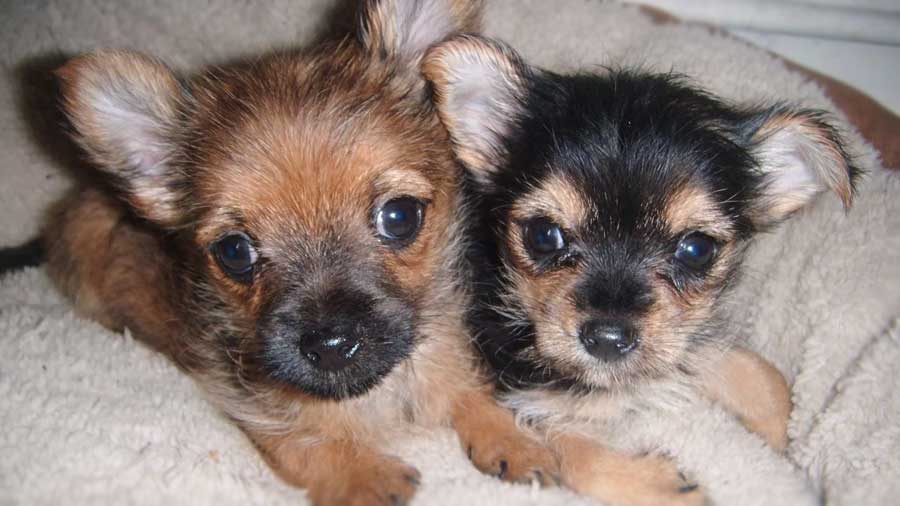 Chorkie Puppy (Puppies, Lying)