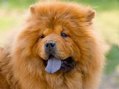 Chow Chow