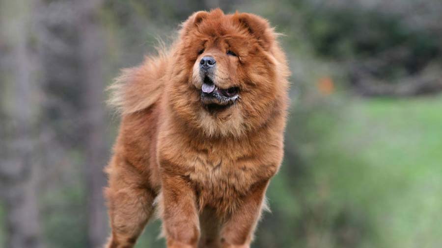 Chow Chow (Standing, Face)