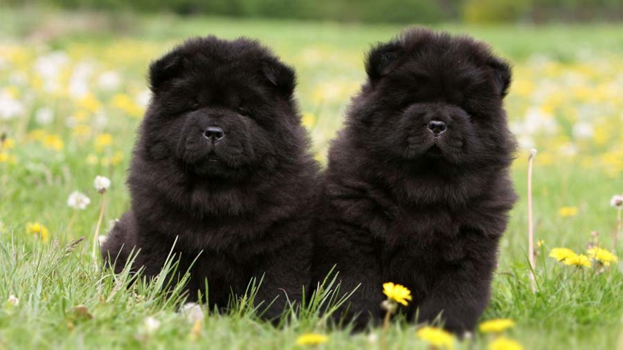 Chow Chow Puppy (Black, Face)