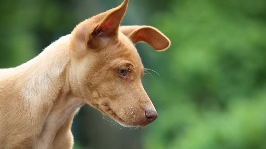 Cirneco dell’Etna Puppy (Head, Side View)