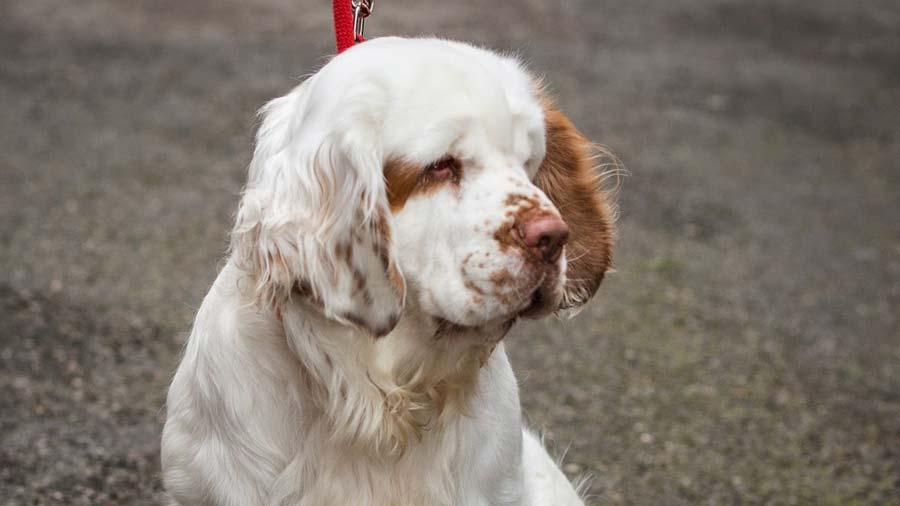 Clumber Spaniel (Head, Muzzle)