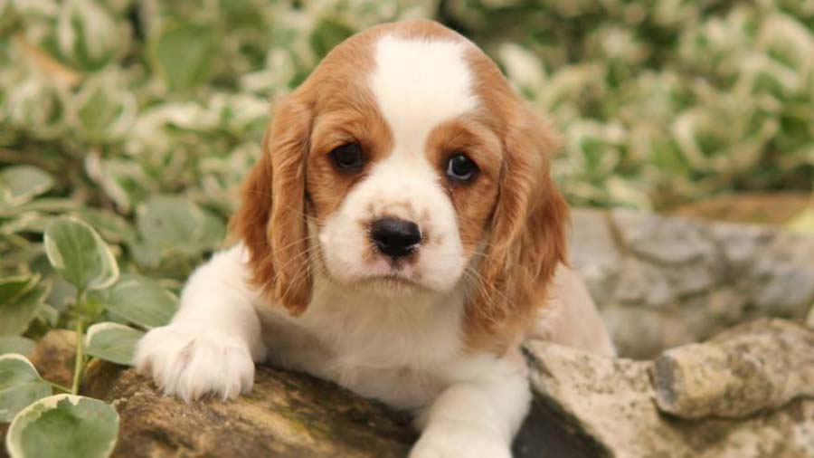 Cockalier Puppy (Brown & White, Lying)