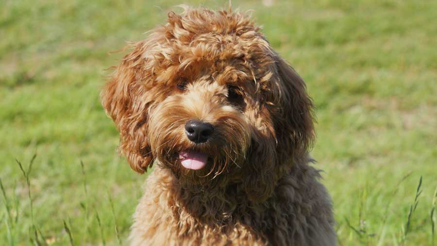 Cockapoo (Face, Brown)