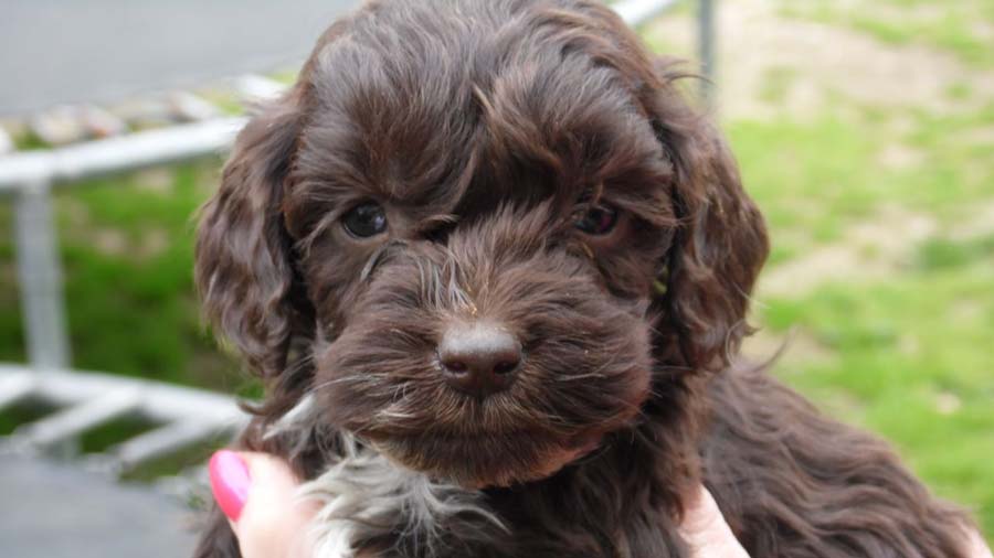 Cockapoo Puppy (Face, Muzzle)