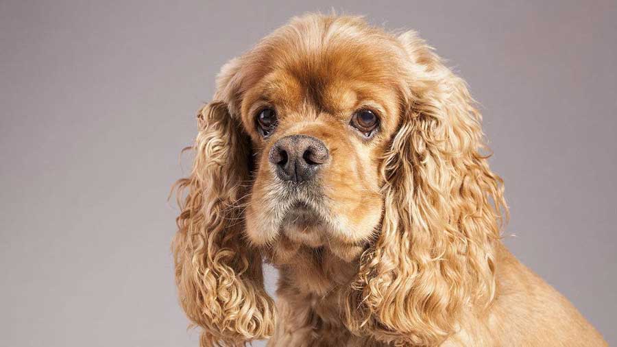 American Cocker Spaniel (Brown, Face)