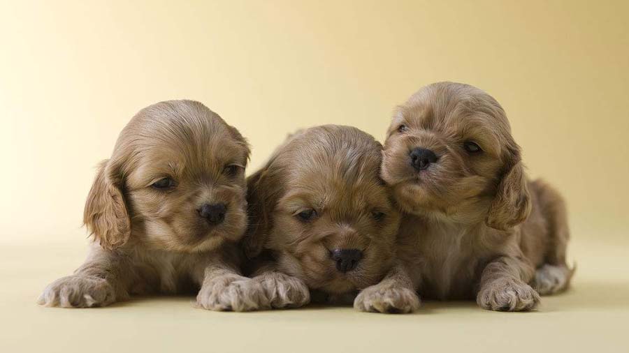 American Cocker Spaniel Puppy (Lying, Face)