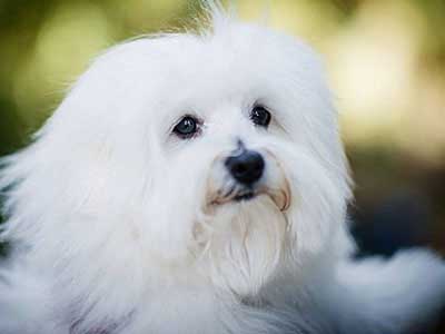 Coton De Tulear