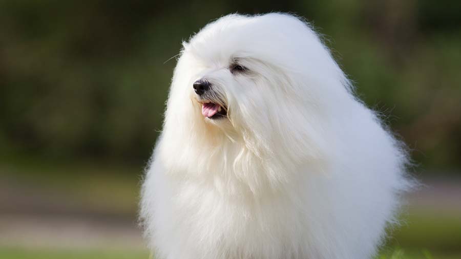 Coton De Tulear (Muzzle, Face)