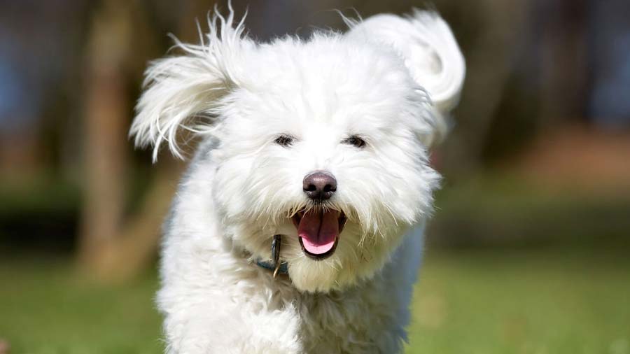 Coton De Tulear Puppy (Muzzle, Face)