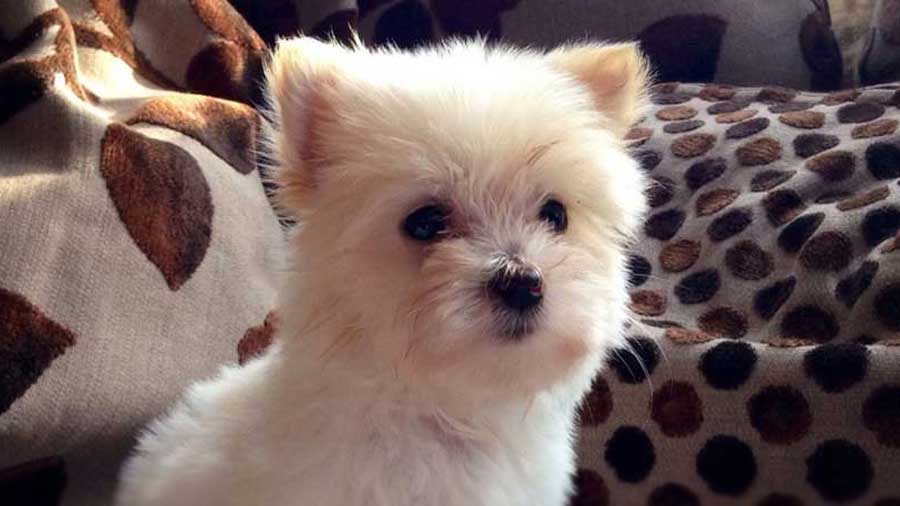 Cotonese Puppy (Cream & White, Muzzle)