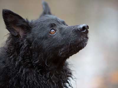 Croatian Sheepdog