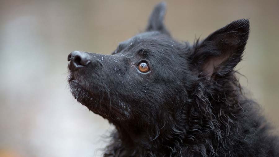 Croatian Sheepdog (Head, Muzzle)