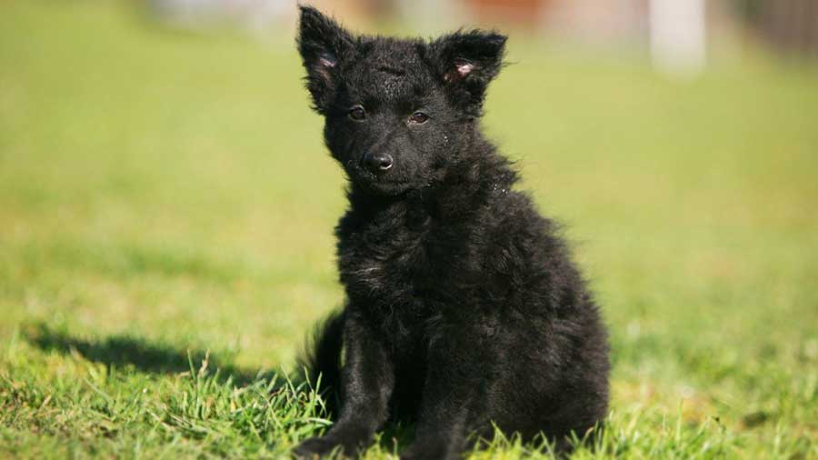 Croatian Sheepdog Puppy (Face, Sitting)