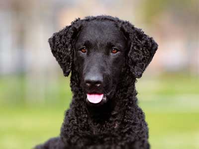 are curly coated retriever good with kids